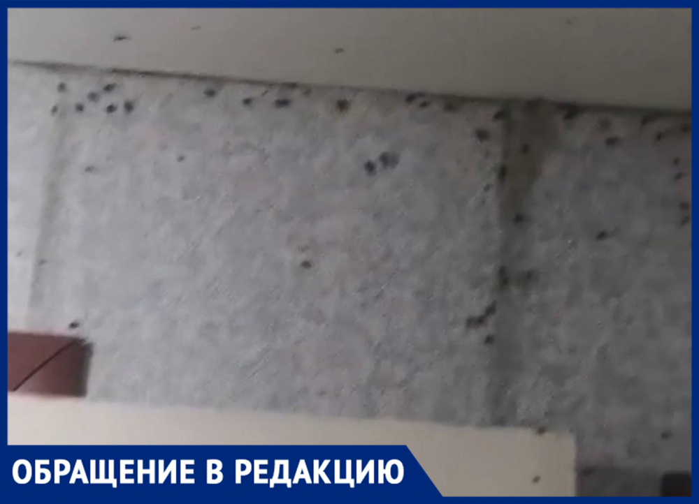 «Сидят на потолке и стенах»: жители Кировского района жалуются на нашествие тараканов