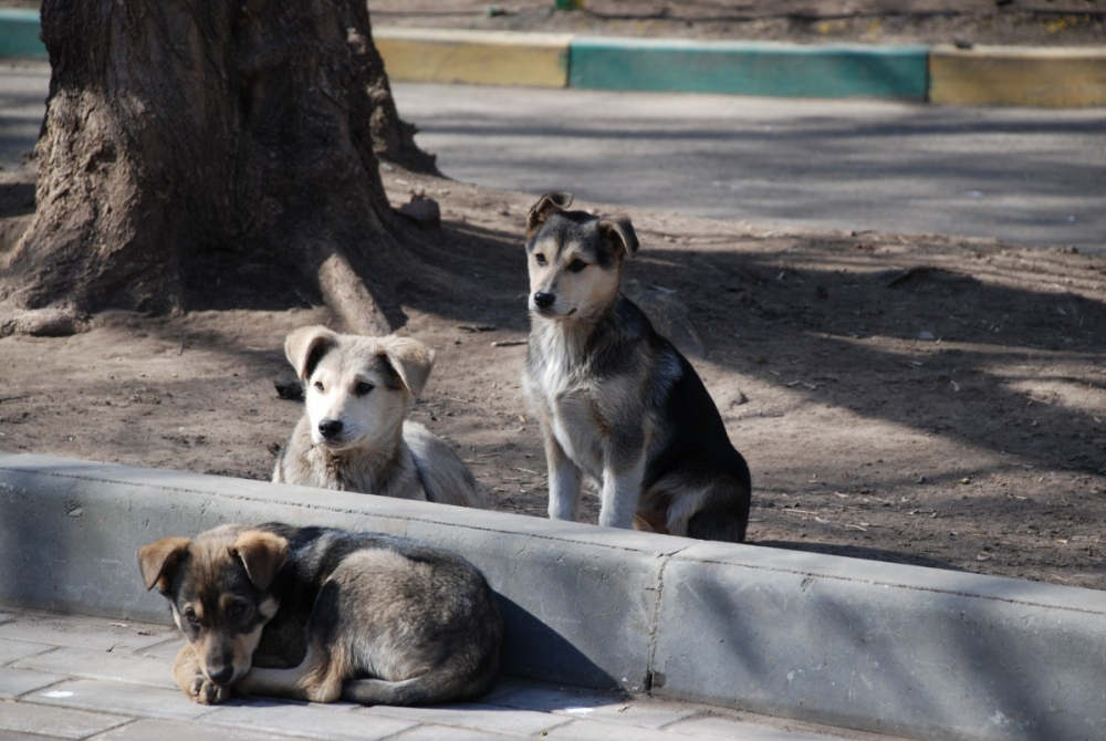 В Самаре снова заметили стаю агрессивных бродячих собак
