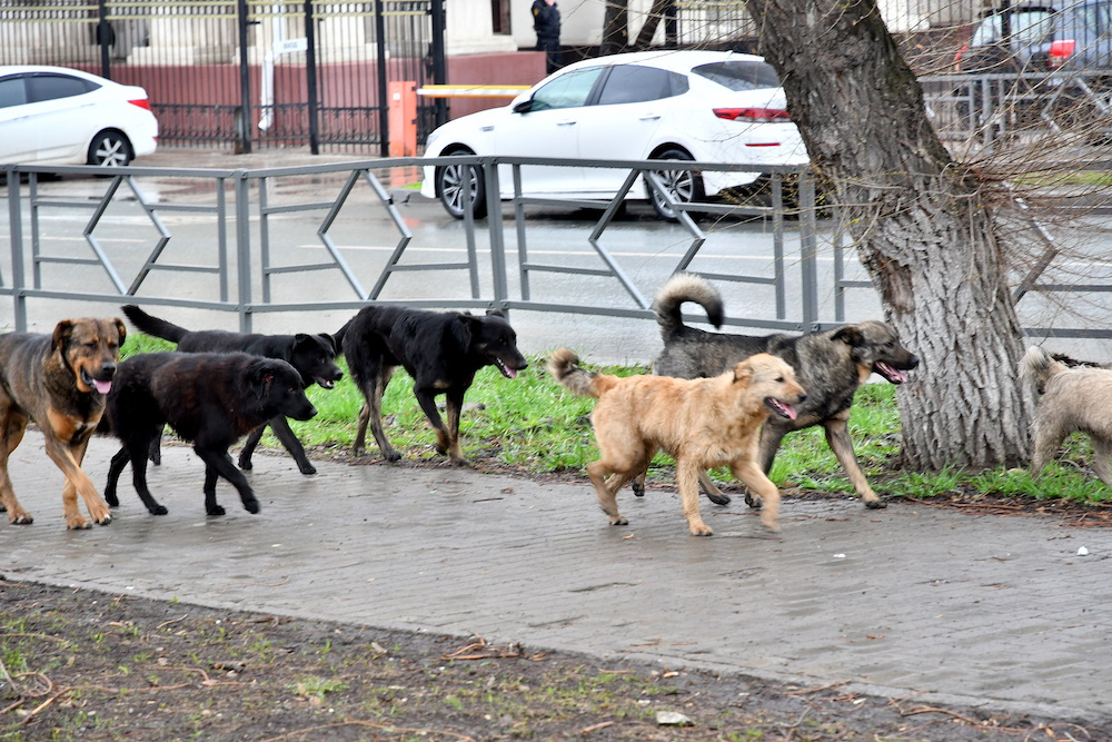 В микрорайоне Крутые Ключи бродячие собаки покусали пятерых детей