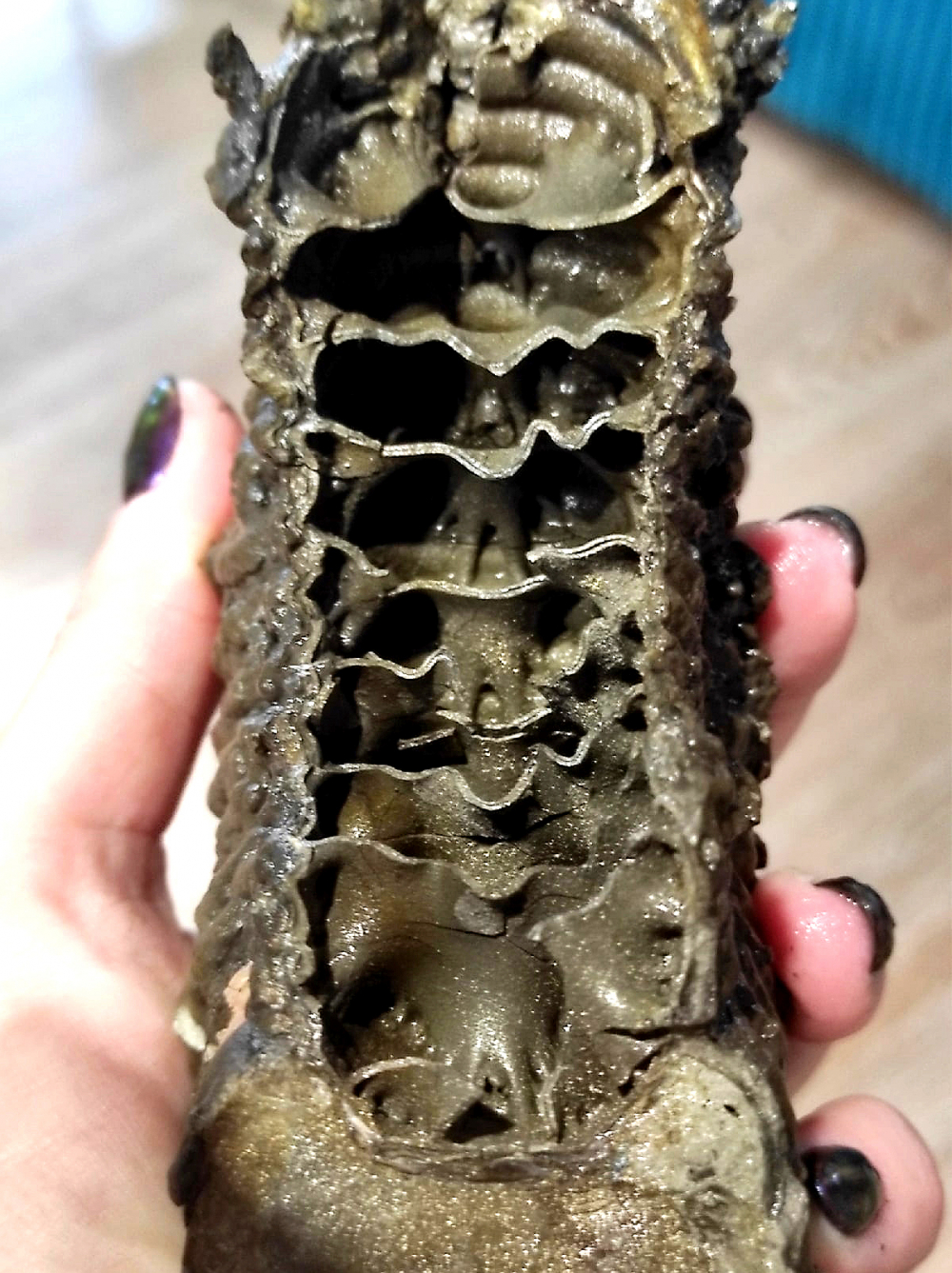 «Противный, но завораживает»: самарский палеонтолог показала внутренности древнего моллюска