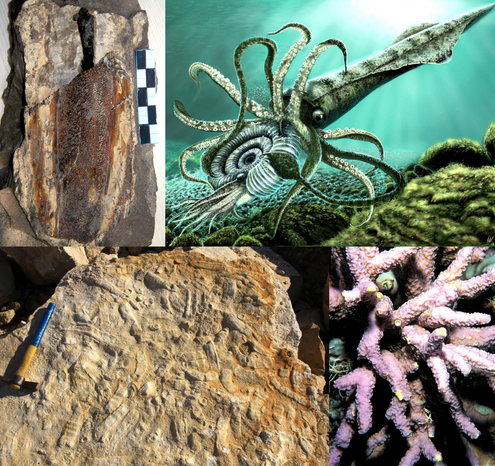 «Он пожирал себе подобных»: останки древнего кальмара переданы в главный областной музей