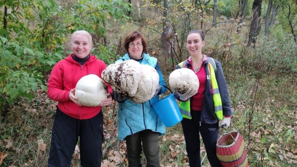 Жители Самарской области делятся фотографиями гигантских грибов
