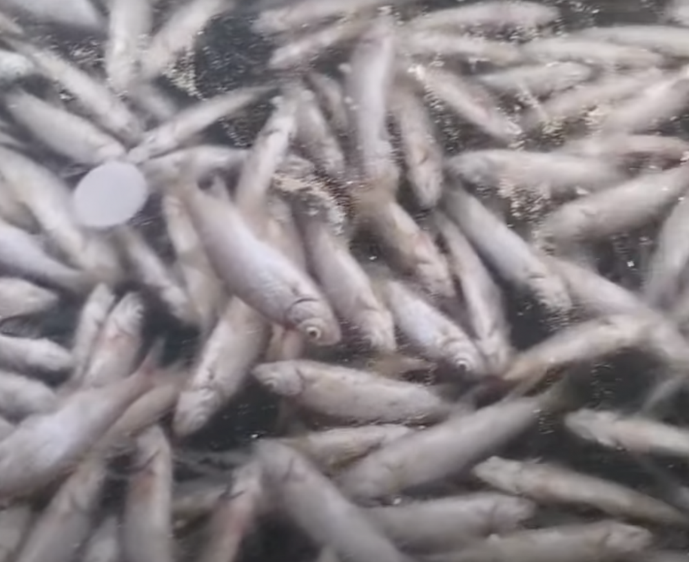 Экологи рассказали, почему в Волге снова обнаружили множество мёртвой рыбы