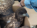 В Самарской Луке спасли орлана-белохвоста, который больше не сможет летать