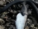 Самарец снял видео, как чёрная змея поедает добычу на Волге 