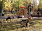 Свора бродячих собак в Самаре выгнала мам с детьми с детской площадки в парке Победы 
