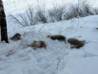 Какая дичь: в Самарской области браконьеры порубили на мясо 5 косуль на 1 млн рублей