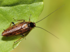 Степной, лесной и лапландский: Самарский зоопарк разыскивает тараканов