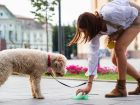 «Гав» без всяких но: собаковод из Тольятти показала гаджет для уборки за своим питомцем