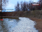 Ковёр из дохлой плотвы: в Самарской области спорят о причинах массовой гибели рыбы