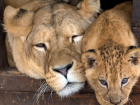 Выбор за Азаровым: Самарскому зоопарку готовы подарить нового львёнка с принципиальным условием