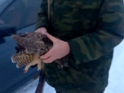 Самарца задержали за убийство совы 