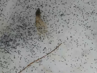 В лесу Самарской области обнаружили нашествие насекомых