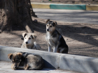 В Самаре снова заметили стаю агрессивных бродячих собак