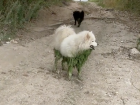 В Тольятти собачки искупались в Волге и позеленели