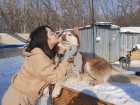 «Мясников» сменили зоозащитники: в Самаре ловить собак будут по-настоящему «Добрые люди»