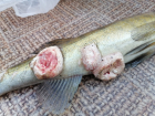 Рыбаки в Самарской области снова поймали в Волге рыбу с огромными язвами