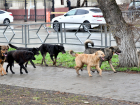 Эвтаназию для безнадзорных животных в Самарской области будут проводить только в двух случаях