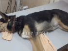 В Тольятти скончалась собака, которую выбросили из окна многоэтажки