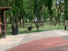 В Молодёжном парке бродячие собаки мешают отдыхающим