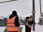 За две недели января в Самарской области зафиксировано более 200 жалоб на ненадлежащий отлов бродячих собак