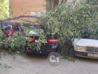 Мятеж зелёных: в Самаре деревья рухнули на автомобили и разбили окно квартиры