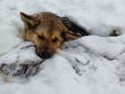 В Самаре пытаются спасти расстрелянную собаку, которая больше суток пролежала на морозе