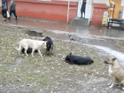 В Самарской области создали оперштаб по вопросам обращения с бездомными животными