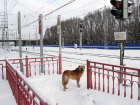 «Собака имеет признаки домашней»: в Тольятти прошло совещание по поводу нападения собак на людей