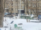 «Сколько должно быть укушено наших детей?»: в Самаре бездомные собаки, напавшие на первоклассника, вернулись во двор