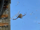 Самарскую область атакуют пауки