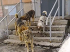 Мать жертвы бродячей собаки требует от властей Тольятти 100 тысяч рублей за моральный вред