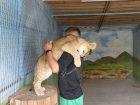 Растет котёнок: опубликованы новые фото львёнка Алтая 