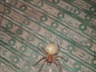 В Самарской области видели ядовитого паука, укус которого может привести к ампутации конечности