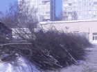 Жители Кировского района Самары просят губернатора остановить спил деревьев 