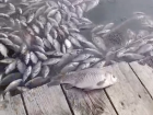 В Волгаре и Южном городе заметили массовую гибель рыбы