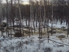 Власти города не видят незаконной вырубки леса в Новой Самаре