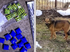 Дикий пёс, которого пытались усыпить, нашёл крупную партию наркотиков в Самаре