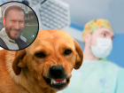 «Замкнутый круг»: зоозащитники и Сергей Симак поспорили о стерилизации бродячих собак