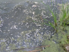 В Волгаре заметили массовую гибель рыбы
