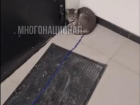 Кот, привязанный к лотку в подъезде, оказался не из Самары 