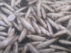 Экологи рассказали, почему в Волге снова обнаружили множество мёртвой рыбы