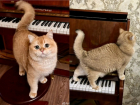 Кот-эскортник пропал в Самаре