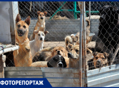 Каждый месяц в Самаре избавляются минимум от 300 собак и кошек. Посмотрите, как живут обездоленные пушистики