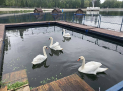 Бродячие собаки загрызли лебедей в самарском парке