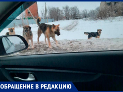 В Волжском районе стая бродячих собак не даёт проходу детям