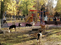 Свора бродячих собак в Самаре выгнала мам с детьми с детской площадки в парке Победы 