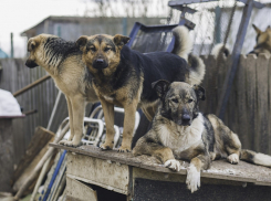 Всех увезли на «скорой»: в Самарской области стая псов напала на четверых школьников