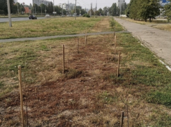 В Тольятти засохли берёзки, посаженные мэром весной