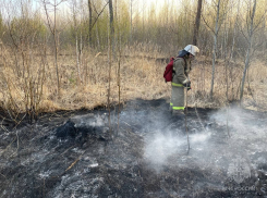 Около 10 га тольяттинского леса оказались охвачены огнём из-за поджога